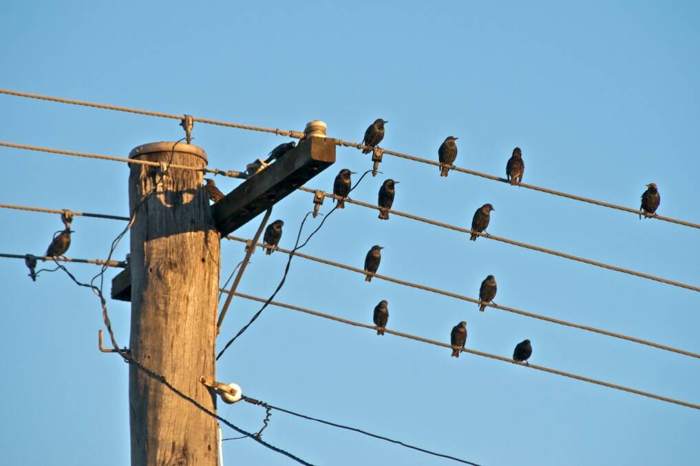 Public hearings into privatisation of NSW poles and wires have ended.  Pic: Nomad Tales Flickr Creative Commons.