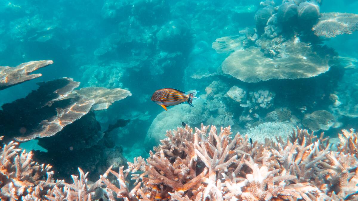 The Great Barrier Reef shows us how a healthy environment underpins the economy - but it's in danger. Picture: Shutterstock