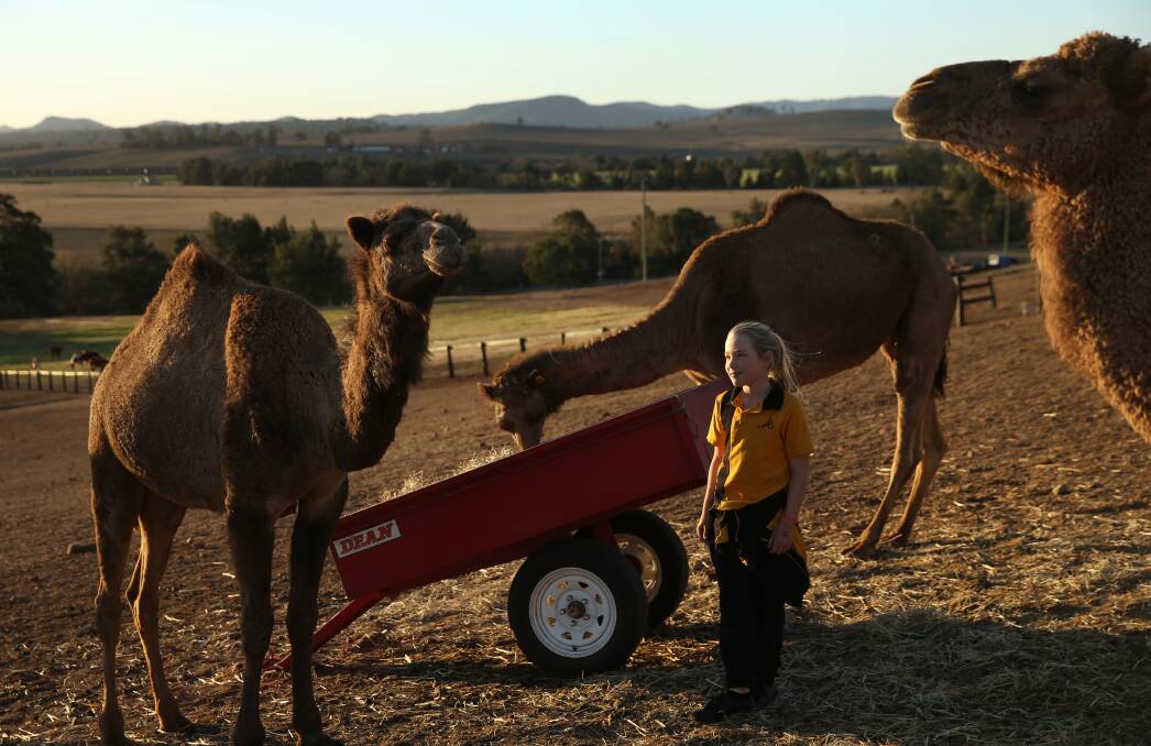 DRY CONDITIONS: Michelle Phillips' daughter Gabriella, 10, with camels at the property between Muswellbrook and Denman. Pic: Marina Neil 