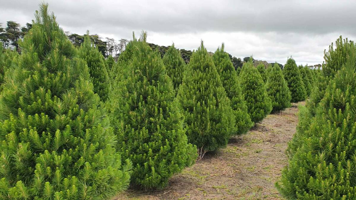 The rains came just at the right time for Adelaide Hills Christmas Trees with "fantastic" trees on sale this season. Picture supplied