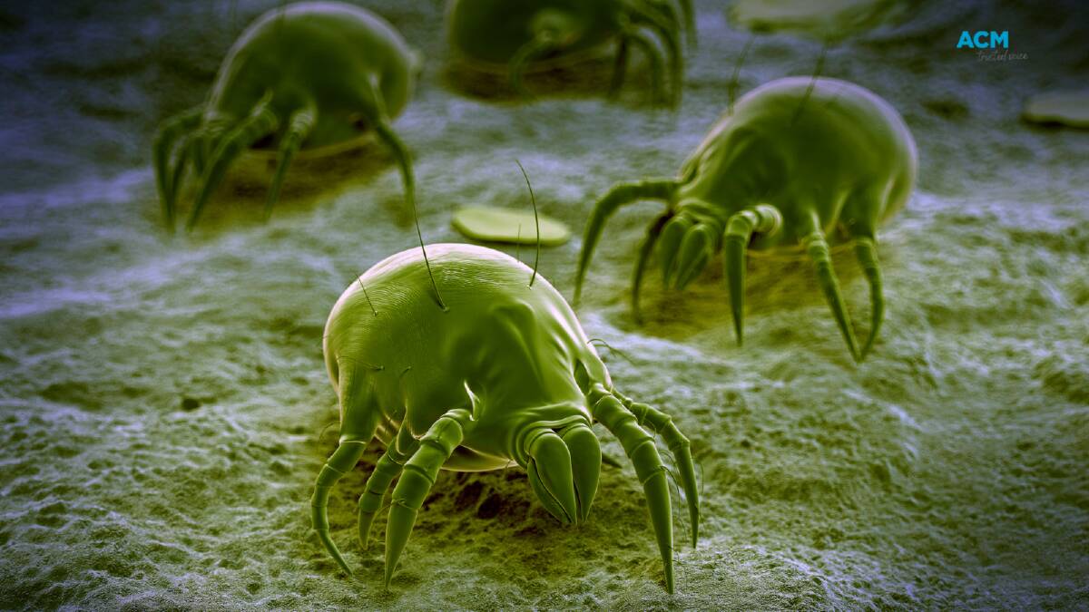 Dust mites are the most common aeroallergen (respiratory allergen) for Australians. File picture