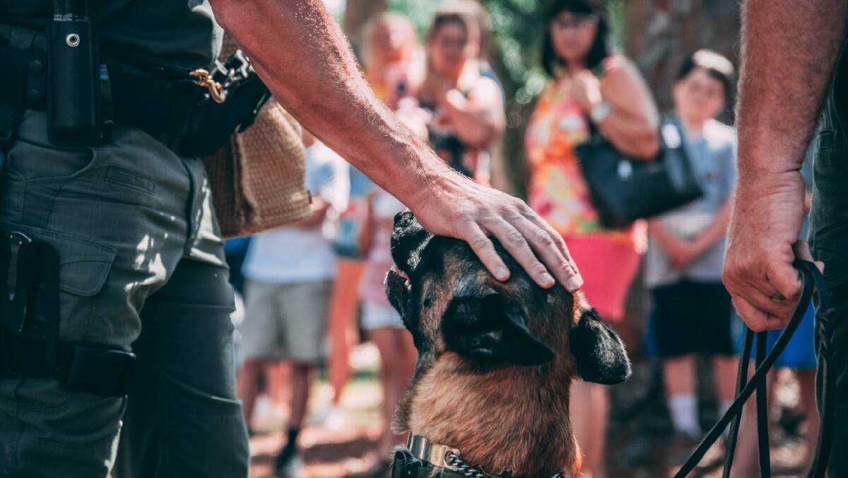 Drug detection dogs don't discourage festival goers from bringing drugs, an Australian survey has found. Picture supplied