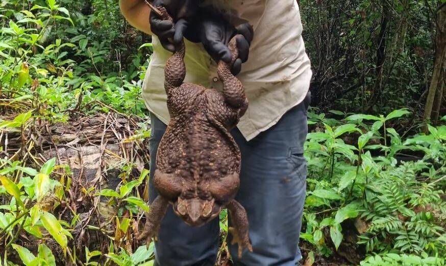 A giant 2.7 kilogram cane toad was discovered by rangers in the Whitsunday region. Picture by Department of Environment and Science