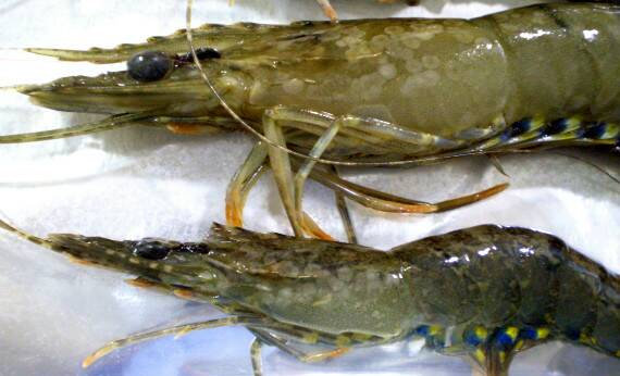 ALERT: White spot disease has been detected in a NSW prawn farm. Picture: Queensland Department of Agriculture and Fisheries