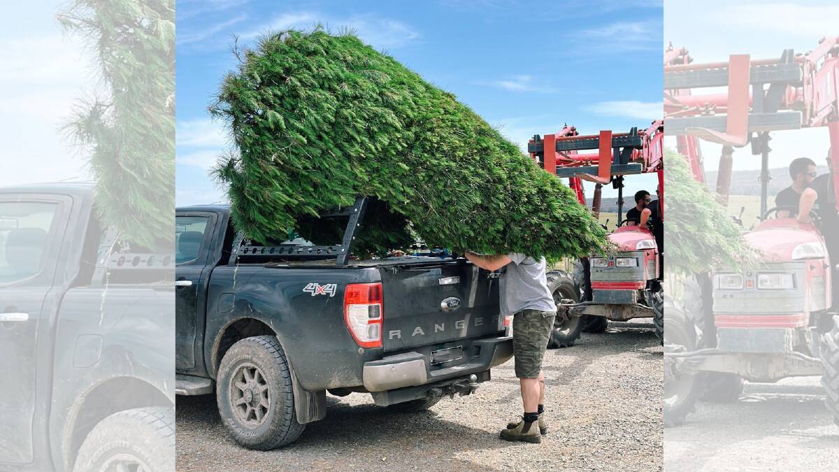A national shortage on Christmas trees is impacting farmers and families. Picture by Victoria Christmas Tree Farm