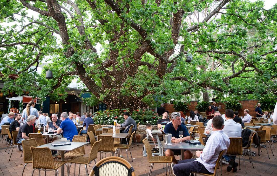 SCENIC: The 80-year-old English oak tree in the beer garden of The Oaks is almost as famous as the pub itself. Picture: Facebook/@oakshotel