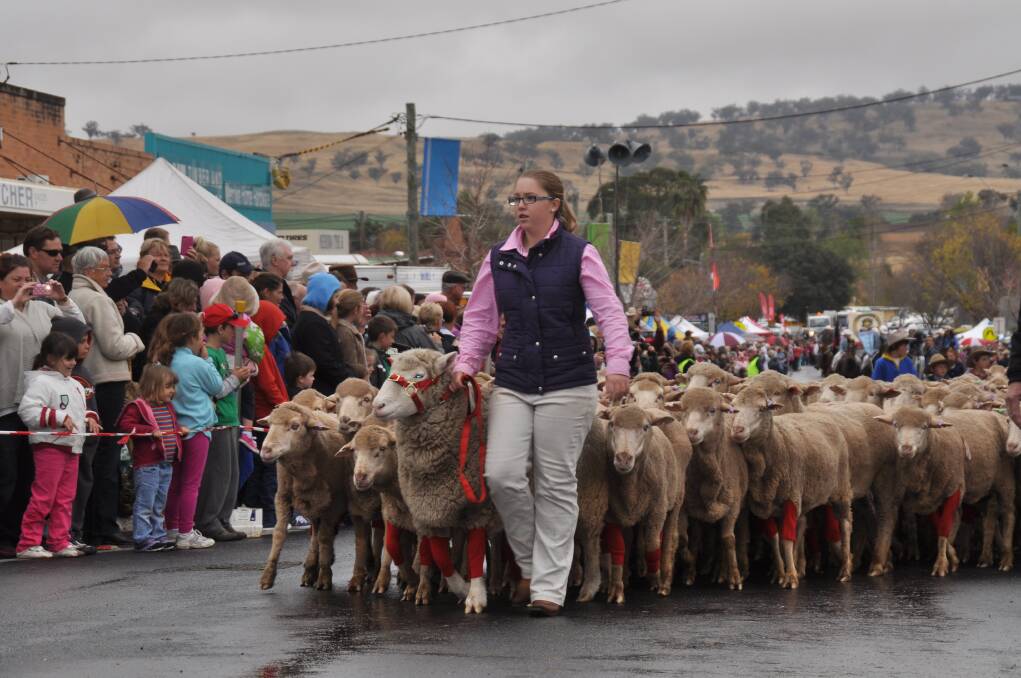 JUNE: LEADER OF THE PACK:Kristyn Telfer, 16, and Angus lead the running of the sheep at the Rosto Olives 2013 Merriwa Festival of the Fleeces.